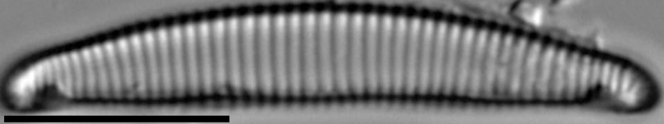 Eunotia canicula LM1