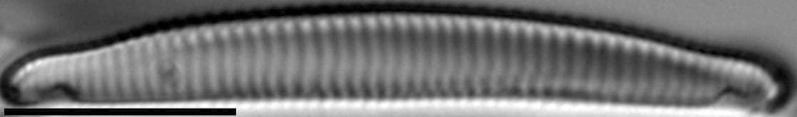 Eunotia canicula LM2