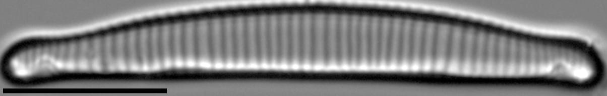 Eunotia canicula LM3