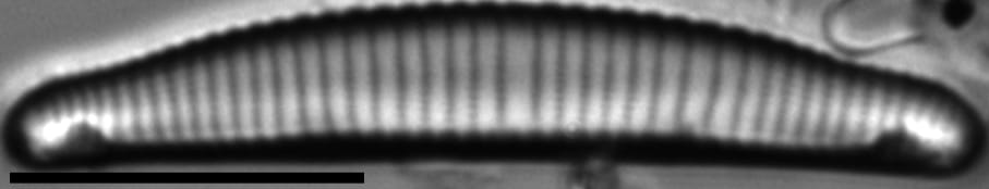 Eunotia canicula LM5