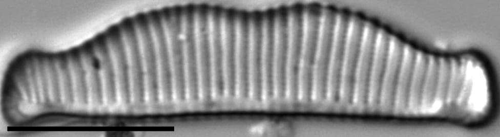 Eunotia kociolekii LM1