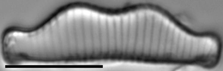 Eunotia kociolekii LM2