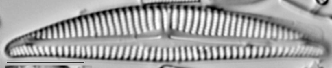 Encyonema pergracile LM3