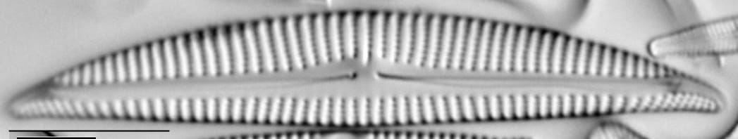 Encyonema pergracile LM2