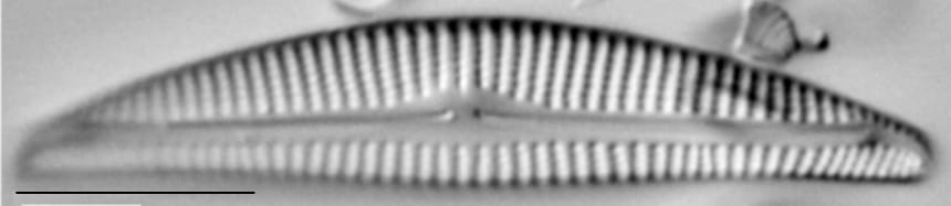 Encyonema pergracile LM4