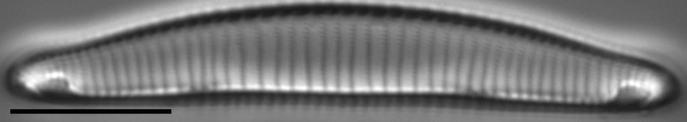 E Macroglossa 41 75R