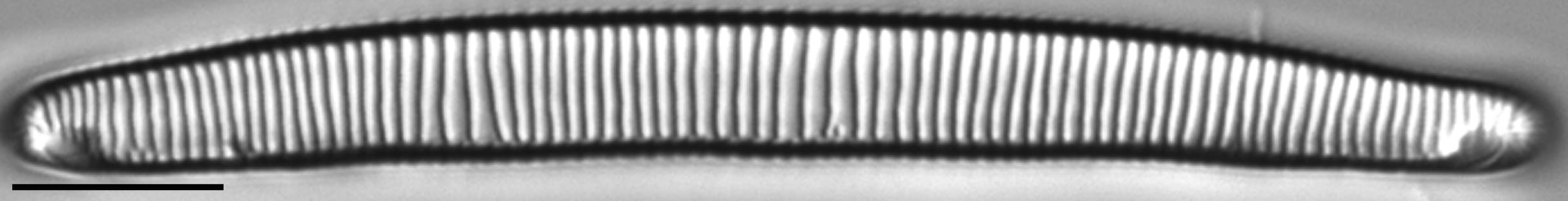 E Macroglossa 73 Holotype