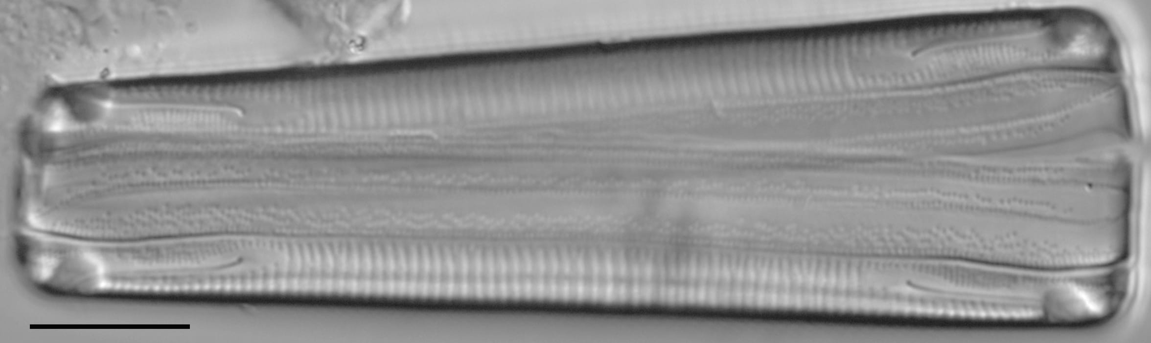 E Macroglossa Girdler