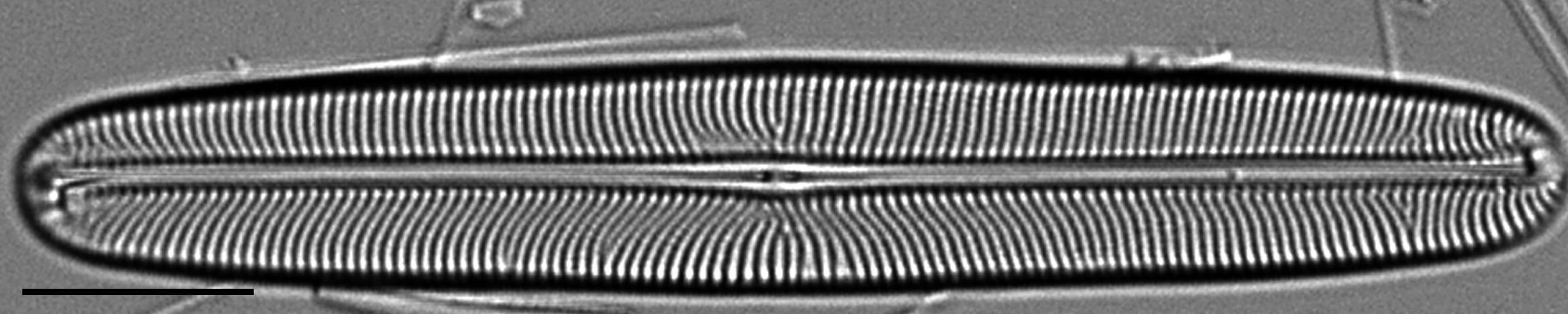 Envekadea metzeltinii LM1