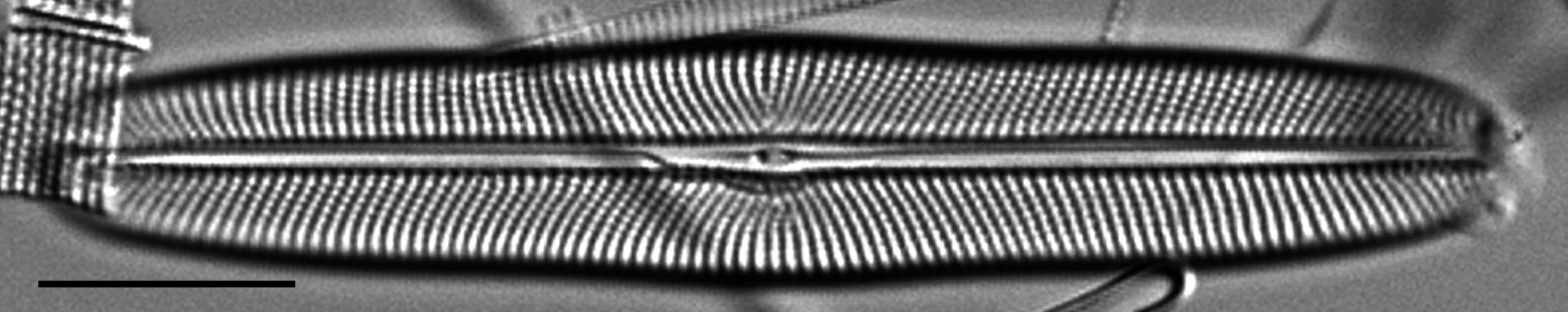 Envekadea metzeltinii LM2