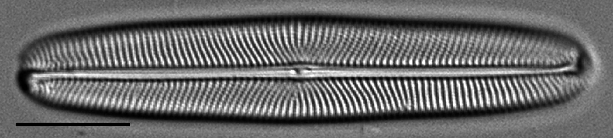 Envekadea metzeltinii LM3