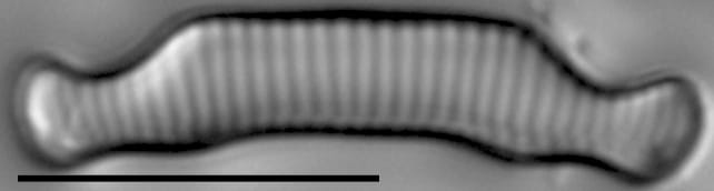 Eunotia orthohedra LM3