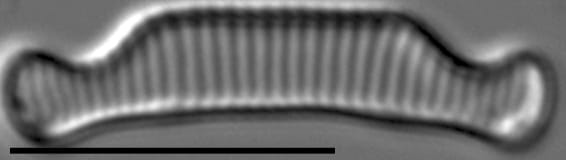 Eunotia orthohedra LM4