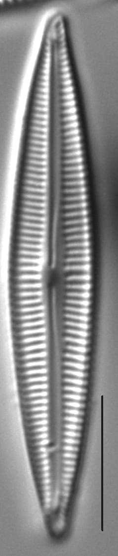 Encyocesatiigeitleri4