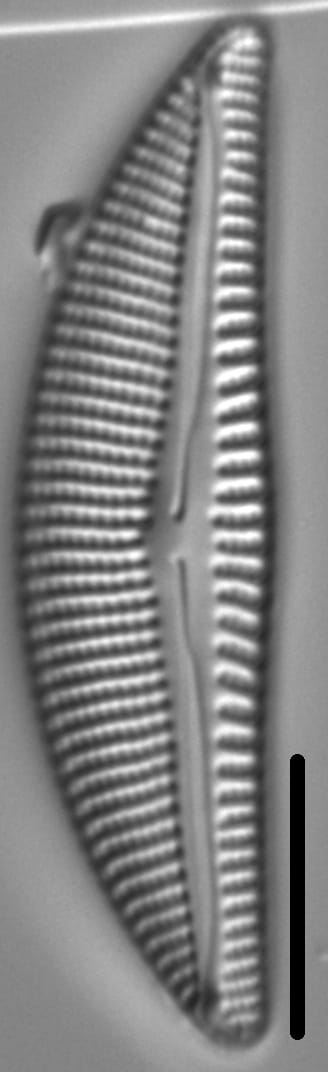 Encyonema kamtschaticum parvum LM4