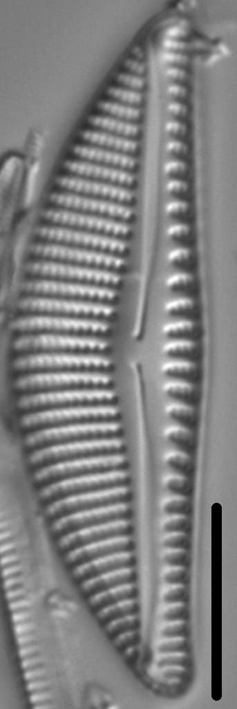 Encyonema kamtschaticum parvum LM5