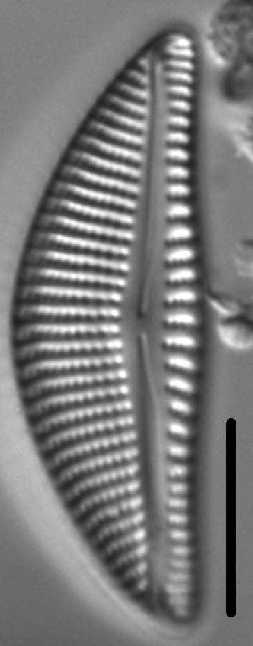 Encyonema kamtschaticum parvum LM6