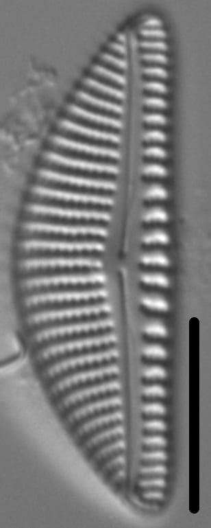 Encyonema kamtschaticum parvum LM7