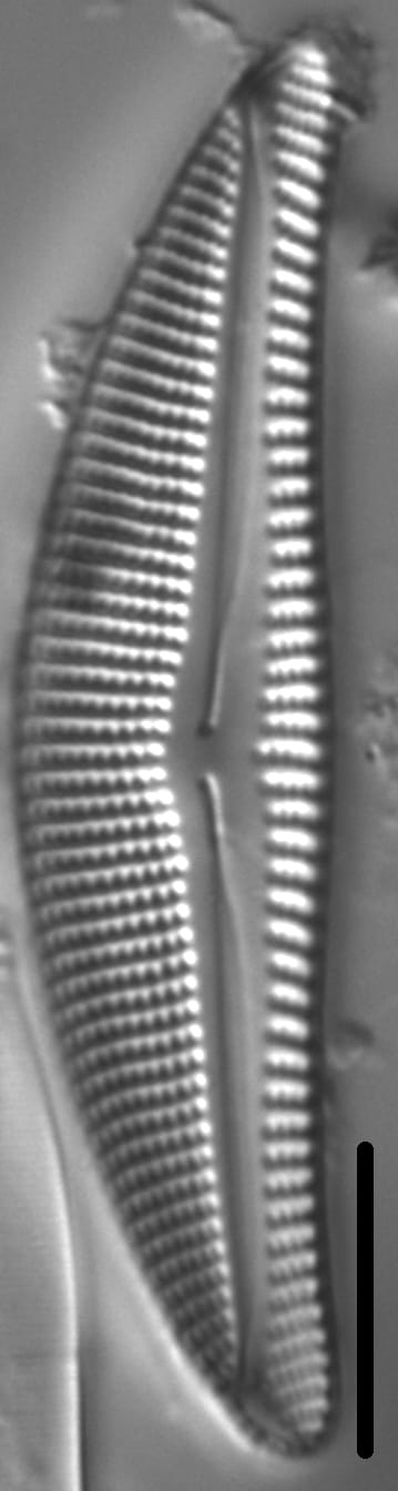 Encyonema kamtschaticum parvum LM2