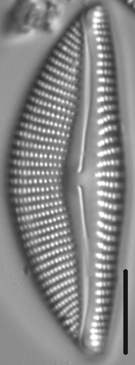 Encyonema Kamtschaticum LM3