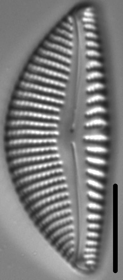 Encyonema Kamtschaticum LM5
