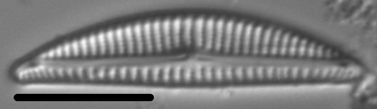 Encyonema neogracile LM6