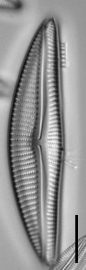 Encyonema neomesianum 07062021 SRS1d EC3 Fig4