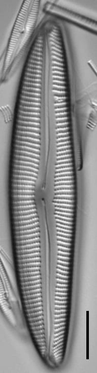 Encyonema neomesianum ever1 07062021 SRS1d EC3 Fig2