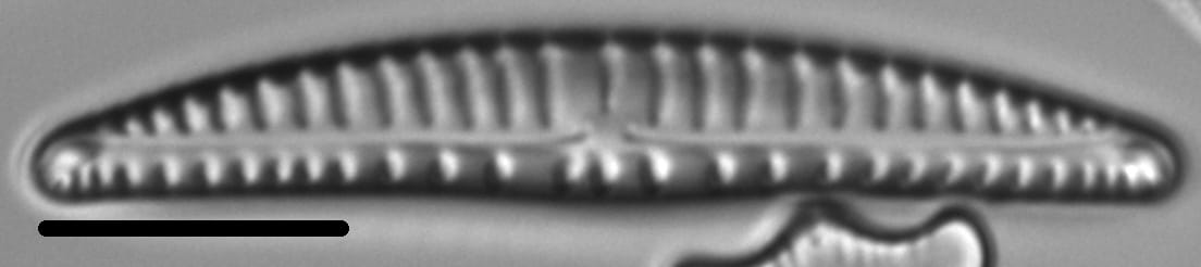 Encyonema paucistriatum LM1