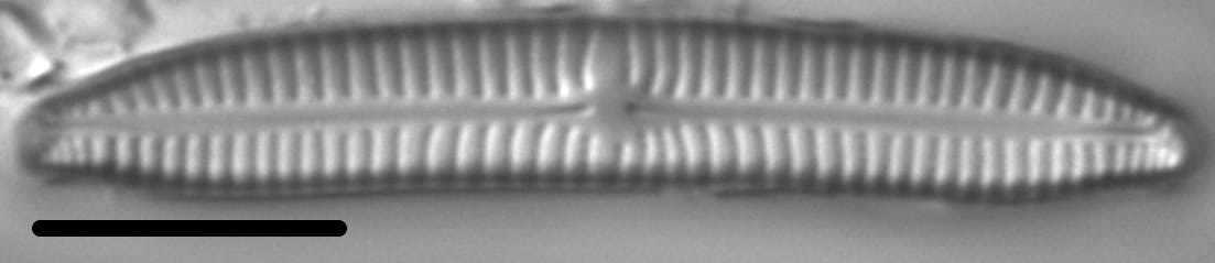 Encyonema sibericum LM4