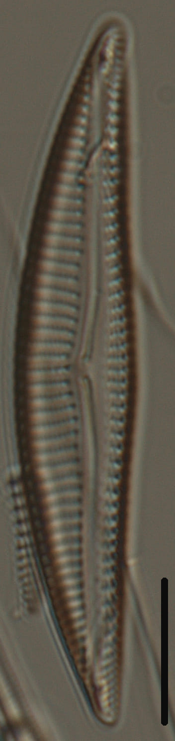 Encyonema silesiacum var elegans_FIU_CERP_204_853_1_19_08