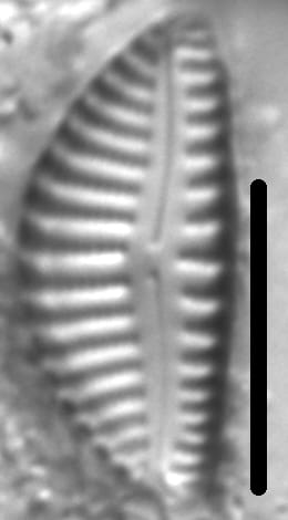 Encyonema montana LM6