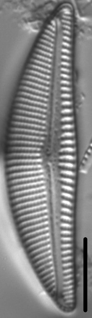 Encyonema kamtschaticum parvum LM3