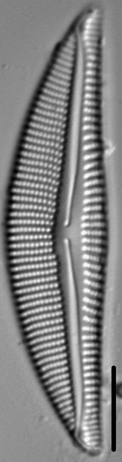 Encyonema kamtschaticum parvum LM1