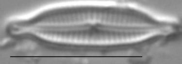 Encyonopsis Alpina 6