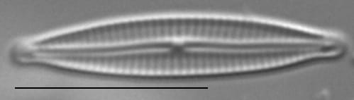 Encyonopsis Anaconda6