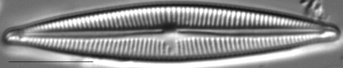 Encyonopsis Cesatiformis 2