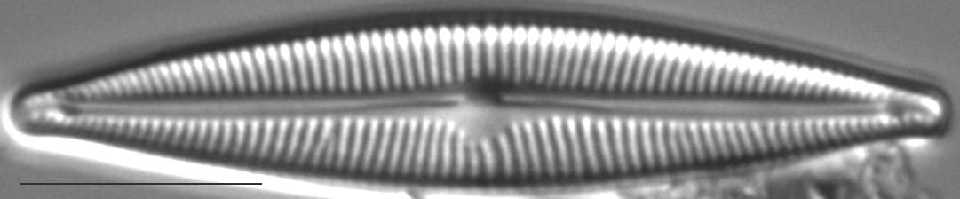 Encyonopsis Cesatiformis 3