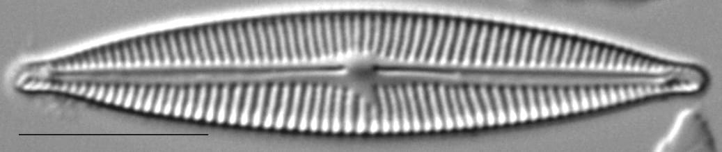 Encyonopsis Cesatiformis 4