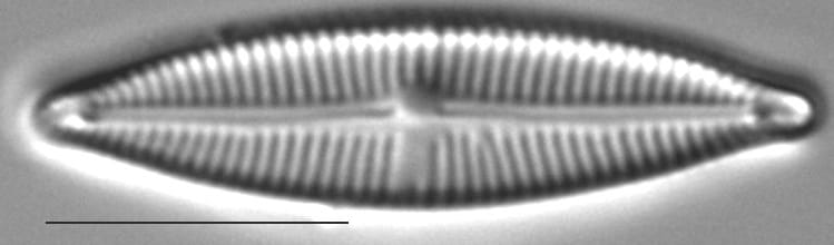 Encyonopsis Cesatiformis 7