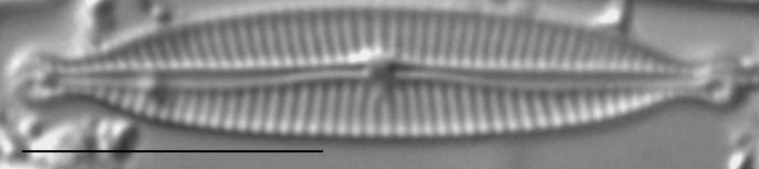 Encyonopsis Czarneckii 7