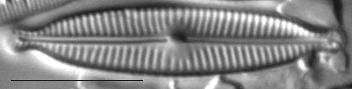 Encyonopsis Descripta1