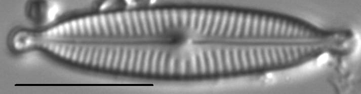 Encyonopsis Descripta2