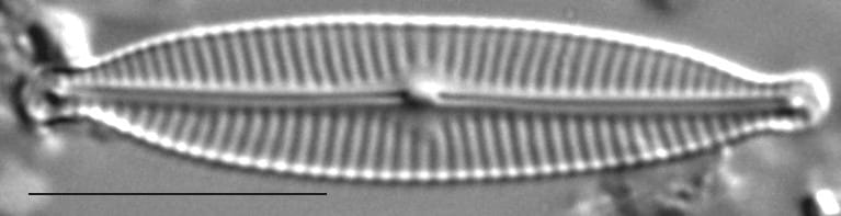 Encyonopsis Descripta6