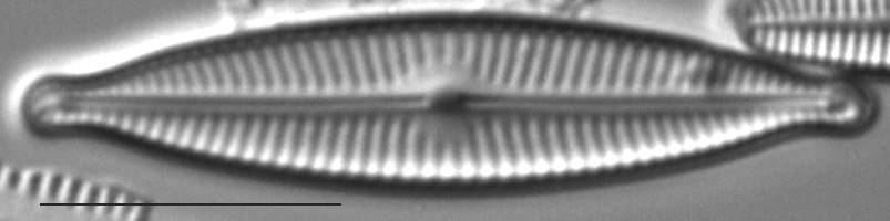 Encyonopsis Descripta7