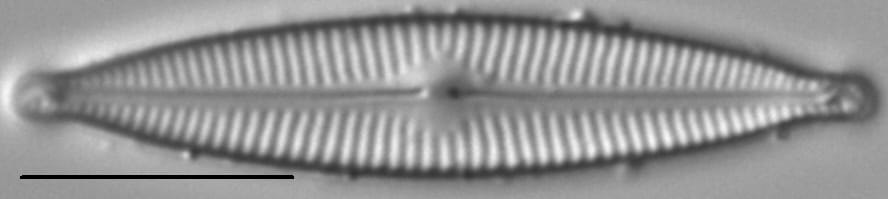 Encyonopsis Descripta 2