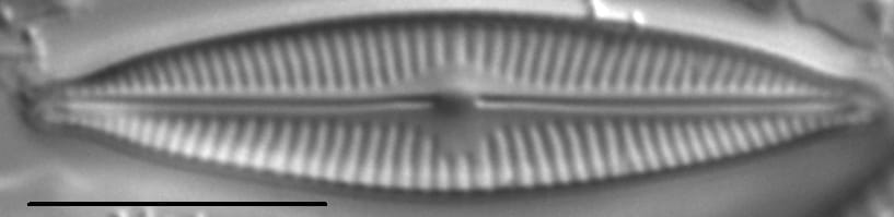 Encyonopsis Descripta 3