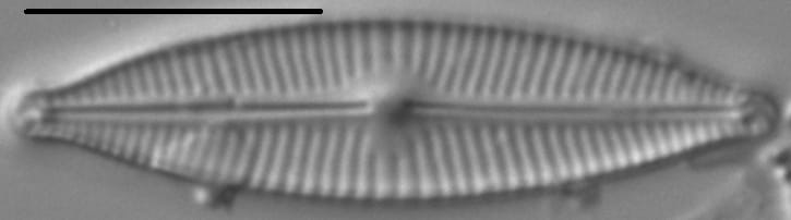 Encyonopsis Descripta 4