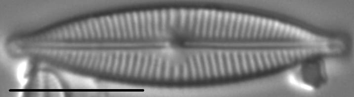 Encyonopsis Descripta 7