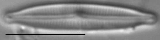 Encyonopsis Krammeri 1